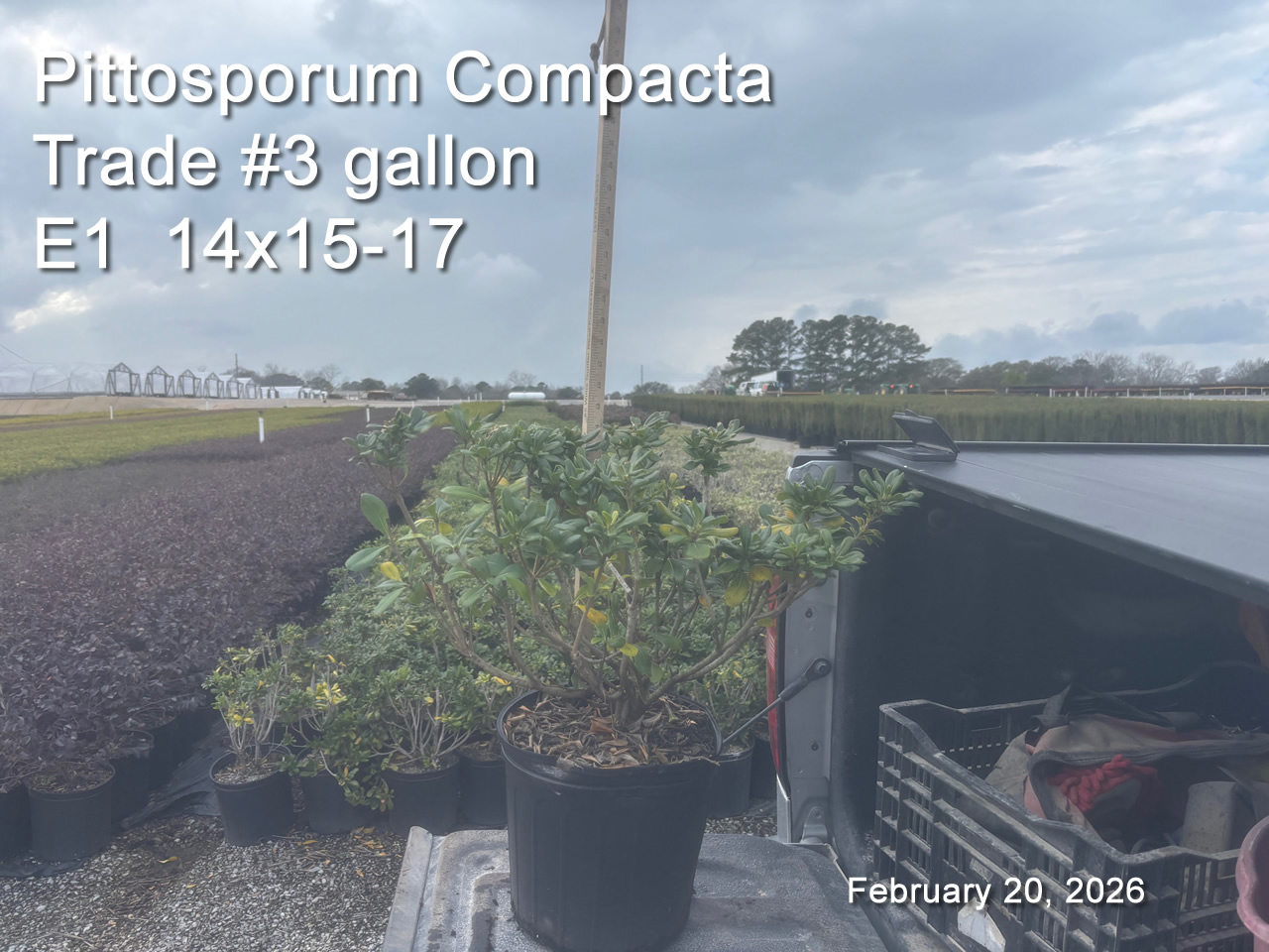 gallery/ptc3t e1 feb20.jpg